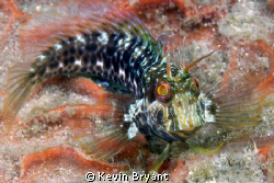 another blenny by Kevin Bryant 